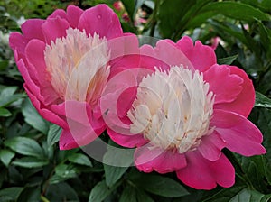 Pink peony flower. Pink peony blooms in summer in the garden