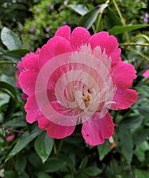 Pink peony flower. Pink peony blooms in summer in the garden
