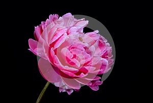 Pink Peony Flower Plant Color Texture Close-Up Macro Background - Wallpaper