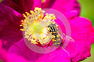 Pink peony flower with pollinating wasp