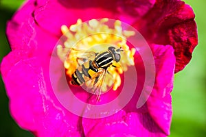 Pink peony flower with pollinating wasp