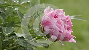 Pink peony flower after rain