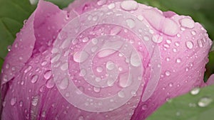 Pink peony flower after rain