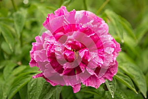 Pink peony flower after the rain in the garden