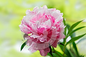 Pink peony flower, selective focus