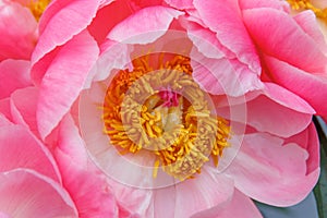Pink peony flower with stamen closeup. Macro photo