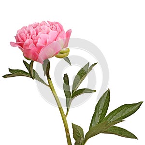 Pink peony flower and stem