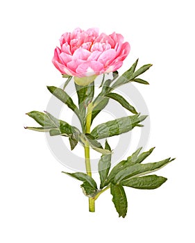 Pink peony flower, stem and leaves on white