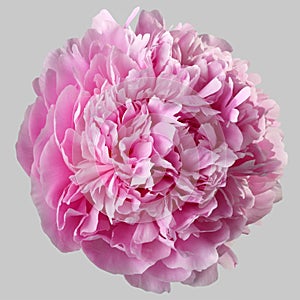 Pink peony flower terry isolated photo