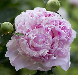 Pink Peony Flower