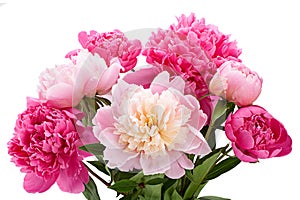 Pink peony flower on white