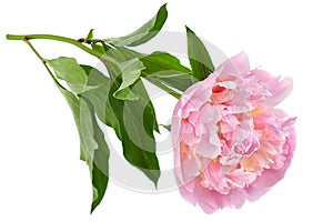 Pink peony flower on white