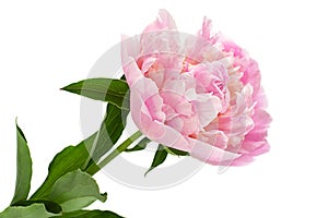 Pink peony flower on white