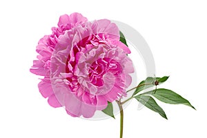 Pink peony flower on white