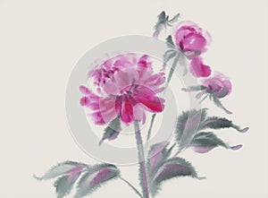 Pink peony flower on white watercolor background