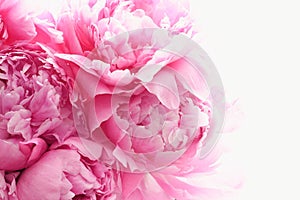 Pink peony flowers background