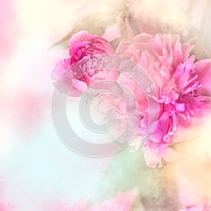 Pink peony flowers background with white frame; floral/bridal ba