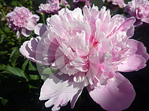 Pink peony flowers