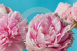 Pink peony flowers bouquet in bloom  on a solid blue background