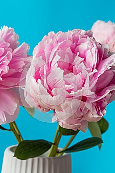 Pink peony flowers bouquet in bloom  on a solid blue background