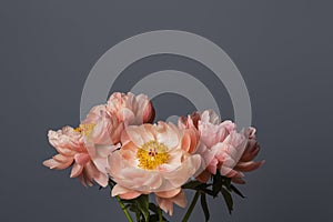 Pink peony flowers bouquet on a grey background