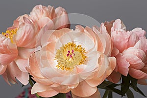 Pink peony flowers bouquet on a grey background