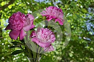 Pink Peony Flowers Bouquet In Vase