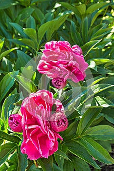 Pink peony flowers and buds with raindrops