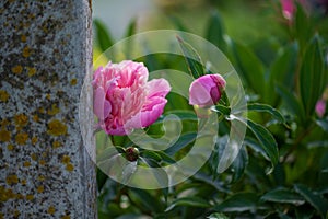 pink peony flowers on a cement pole