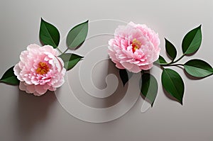 Pink Peony Flowers Head Among Fresh Greenery and Petals. Generative Ai