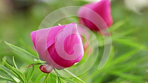 Pink peony flowers spring background