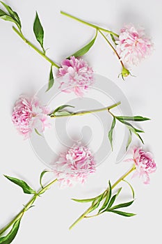Pink peony flowers on white stone table with copy space for your text top view and flat lay style