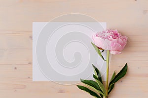 Pink peony flowers on white wood background with copy space
