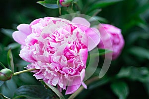Pink peony on a green background