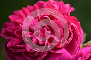 Pink peony on green background
