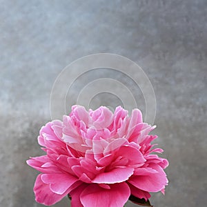 Pink peony on grey background