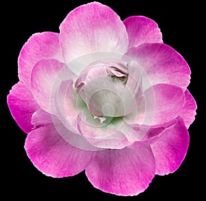 A pink peony  isolated on black  background with clipping path. Closeup. For design