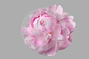 Pink peony isolated