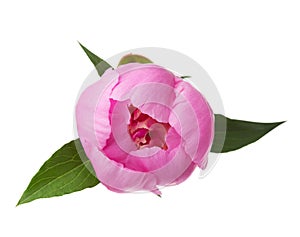 Pink peony isolated on white.