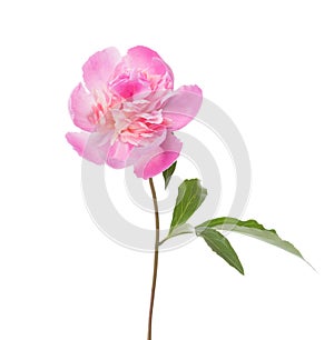 Pink peony isolated on white background