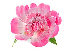 Pink peony isolated on white background