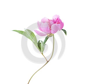 Pink Peony  isolated on white background