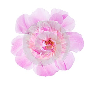 Pink peony isolated on white background