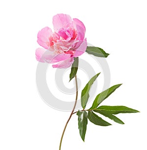 Pink peony isolated on white background