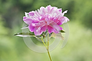 A pink peony with leaves.