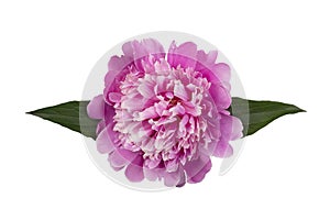 pink peony with leaves isolated on white background