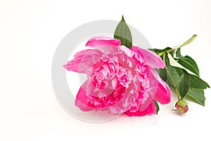 Pink peony with leaves on a white background, shallow depth of