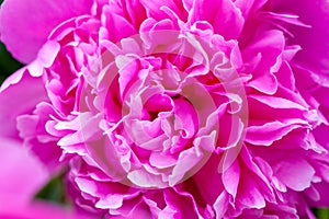 Pink peony macro photo. Gentle abstract floral pastel background