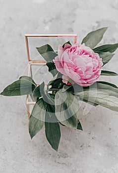 Pink peony minimal lifestyle concept