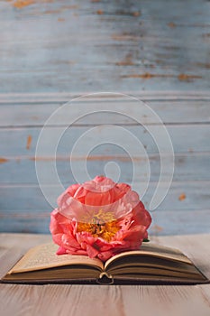 Pink peony and opened old book on a light blue background
